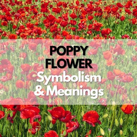 Rune and poppy flowers